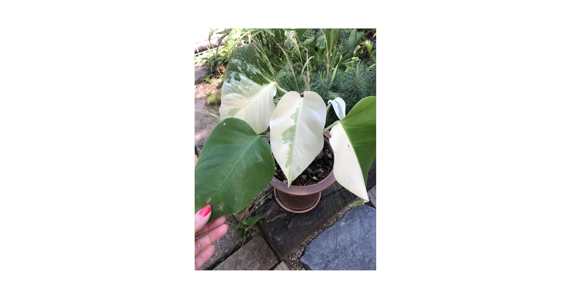 【4鉢セット 】ボルシギアナ ホワイトタイガ 4鉢セット 】ボルシギアナ ホワイトタイガ